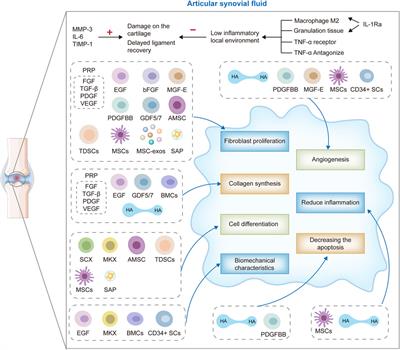 ACL injury management: a comprehensive review of novel biotherapeutics